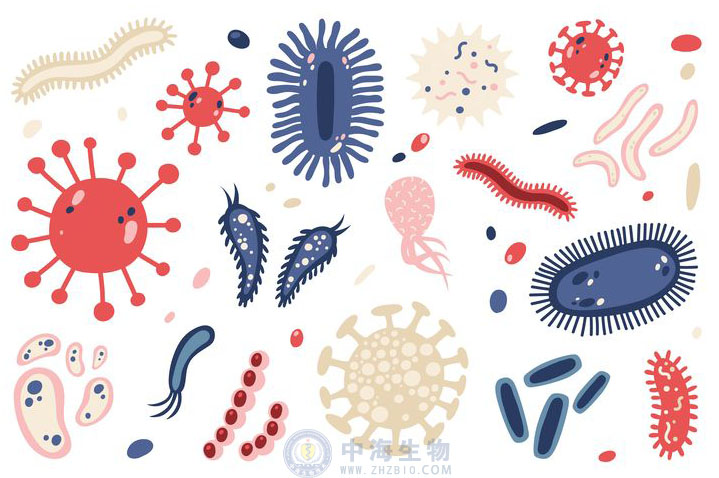 微生物是什么？哪些營養(yǎng)物質促進微生物生長繁殖？